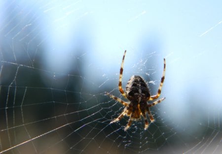 spider - artisitc, nature, spider, poisend