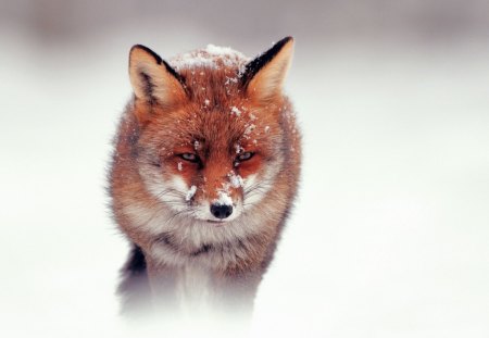 Cute Fox - winter, nature, dogs, fox, cute, snow, adorable, animals