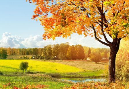 Auntum Farm - autumn, farm, sky, trees, field, meadow, fall, yellow, clouds, orange, green, sunny, tree, golden, grass, falling, autumn farm, nature, beautiful, leaves