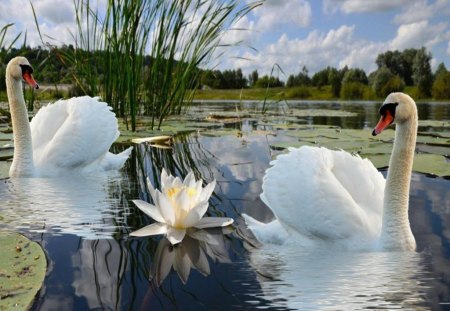 lotus lake - lotus, lake