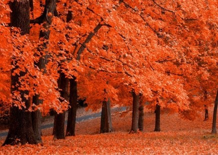 ORANGE Autumn - autumn, trees, colorful, leaf, field, path, bright, bark, brown, fall, forest, leaves, orange, tree