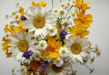 Bouquet of Daisies - daisy, petal, white, nature, yellow, pretty, beautiful, petals, flowers, flower