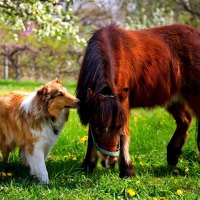 BACKYARD FRIENDS