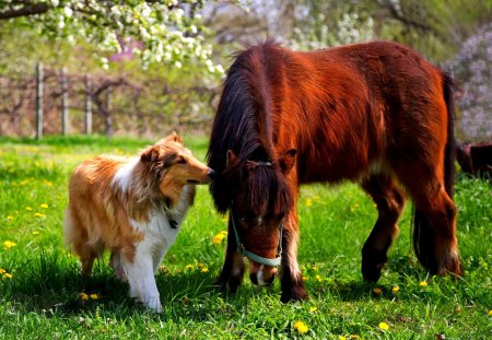 BACKYARD FRIENDS - pony, field, friend, dog