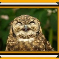 LAUGHING OWL