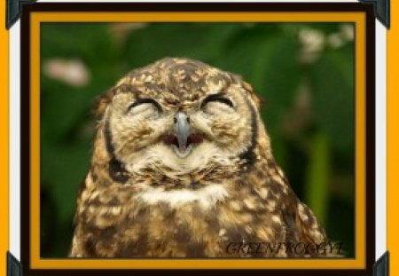 LAUGHING OWL - owl, bird, laughing, funny