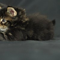 playing kitty