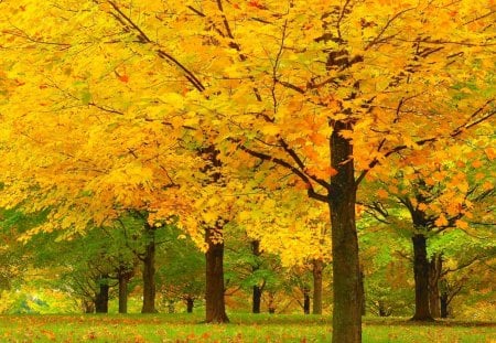 Autumn colors - fields, autumn, trees, landscape, magical, lovely, forest, beautiful, leaves, splendor, vermont, colors, color, usa