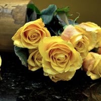 Yellow Roses