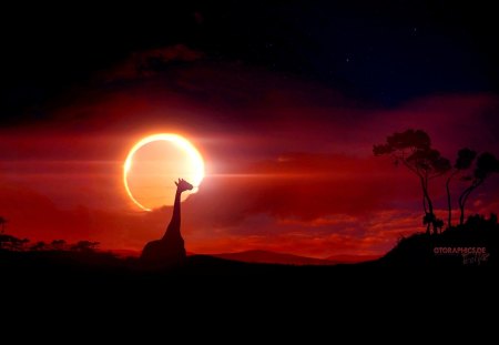 ECLIPSE - eclipse, savannah, sunset, giraffe