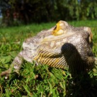 Bearded Dragon