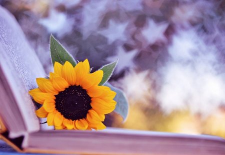 Sunflower - sunflower, star, stars, beautiful, lovely, book, still life, flower