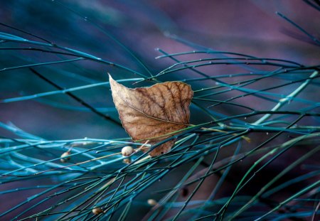 Autumn Leaf - autumn, purple, macro, blue branch, photography, beautiful, leaf