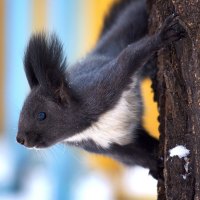 Dark Squirrel