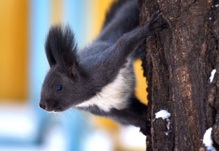 Dark Squirrel - hanging, dark, squirrel, looking