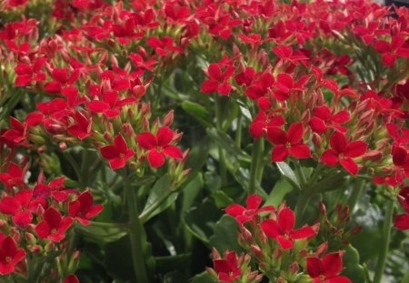 Buncha Red Flowers