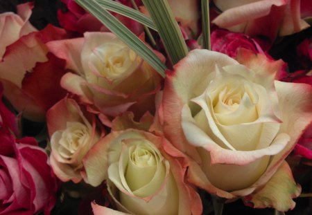 A Dozen Roses - roses, bouquet, white, purple, red flower, pink flowers, purple flowers, red roses, a dozen roses, pink roses, white flower, purple flower, bouquet of roses, white flowers, pink flowe, red, r pink