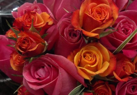 Every Rose Has Its Thorn - roses, bouquet, white, purple, red flower, pink flowers, purple flowers, red roses, a dozen roses, pink roses, white flower, purple flower, bouquet of roses, white flowers, pink flowe, red, r pink