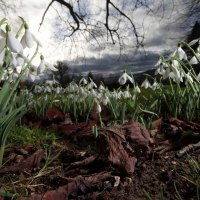 Spring Snowdrops