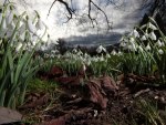 Spring Snowdrops