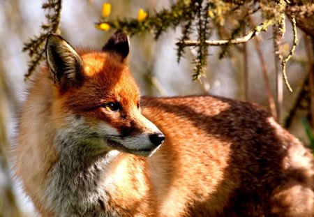 LOVELY FOX - dog, animal, red, fox