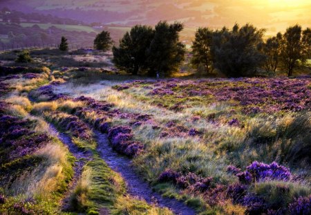 FIELD of GLORY - trees, blossoms, field, sunset, path