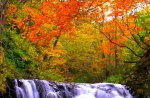 AUTUMN FOREST FALLS