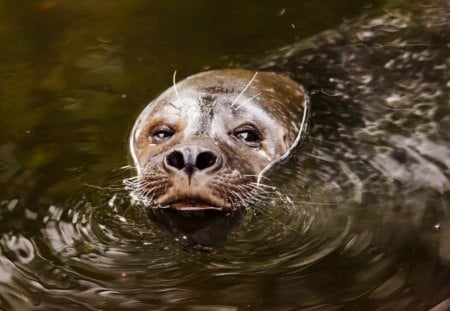 Coming Up For Air - animal, water, seal, brown