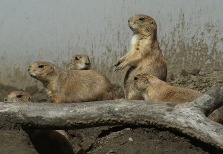 Prairie Dog Family - rodents, family, animals, zoo