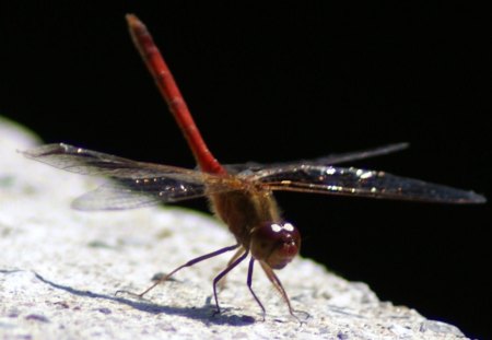 Dragonfly - insect, bug, fly, natures helicopter