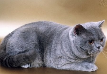 grey cat - grey cat, beautiful cat