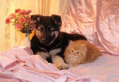 Bed fellows - bed, puppy, pink, reddish, chubby, cute, kitten, friendly