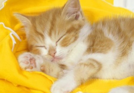 aahhh how cuteee! - white, sleep, yellow, nap, dream, cute, reddish and white, kitten