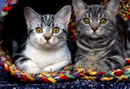 2 in a basket! - white, stare, cats, kittens, mix, basket, gray