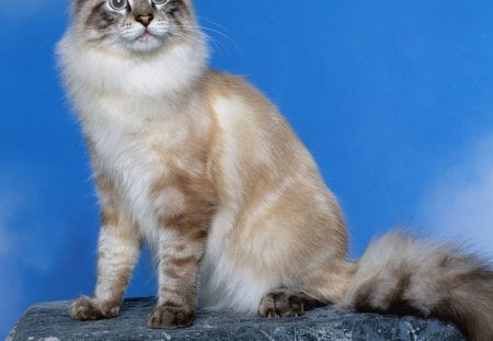 Look at the sky! - sky, lynx point, cat, blue, classic, clear, cute, kitten