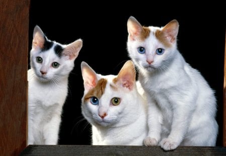 Japanese Bobtails! - mixed-eyes, cat, weird, kitten, pretty, reddish, cute, little, friendly