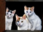 Japanese Bobtails!