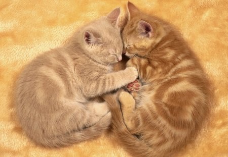 awww sweet kitties! - cat, lovely, kitten, kitties, pretty, reddish, cats, animal, cute, friendly, little