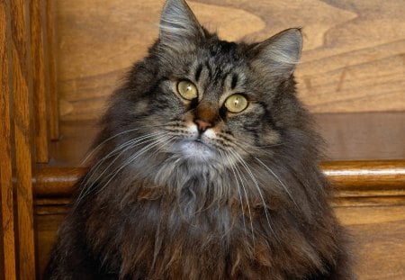 is that you? - cat, lovely, kitten, pretty, longhair tabby, cute, gray, little, friendly