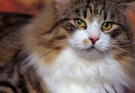 Norwegain Forest Cat - forest cat, chubby, kitten, norwegain, lovely, cool, cat