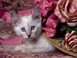 Siamese Kitten hiding!