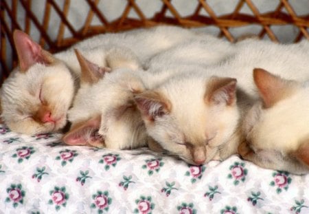 It's nap time! - four, nap, lovely, bed, white, sleep, kittens, cute, cats, little, siamese