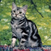 striped silver Tabby!