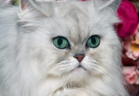 Okay... I take it back! - white, kitten, cute, not in mood, mad, silver shaded persian, upset