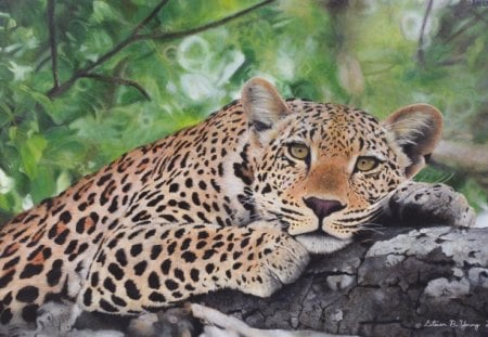 leopard - leopard, a leopard in a tree