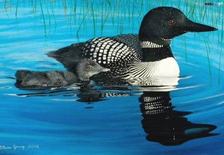 loons - loons, mother loon and baby