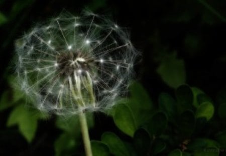 Seed Head - white, nature, dandelion, seed, green, seeds, flowers, flower