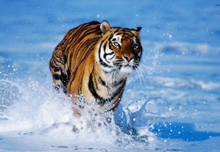 Tiger - bengal, water, tiger, animals