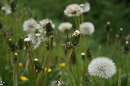 adi - flowers, nature