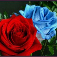 Red  Blue Rose